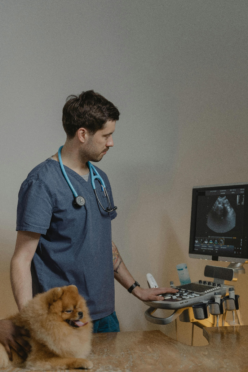 picture of a person doing an ultrasound on a pet